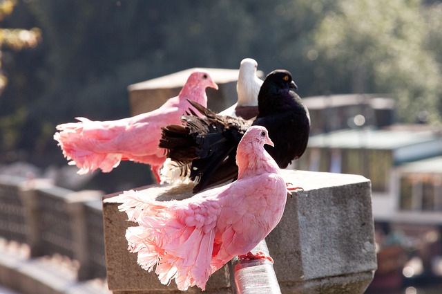 及里贝里的 及里贝里的