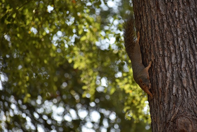 發展方向 發展方向