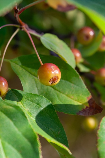 林为何能领 林为何能领